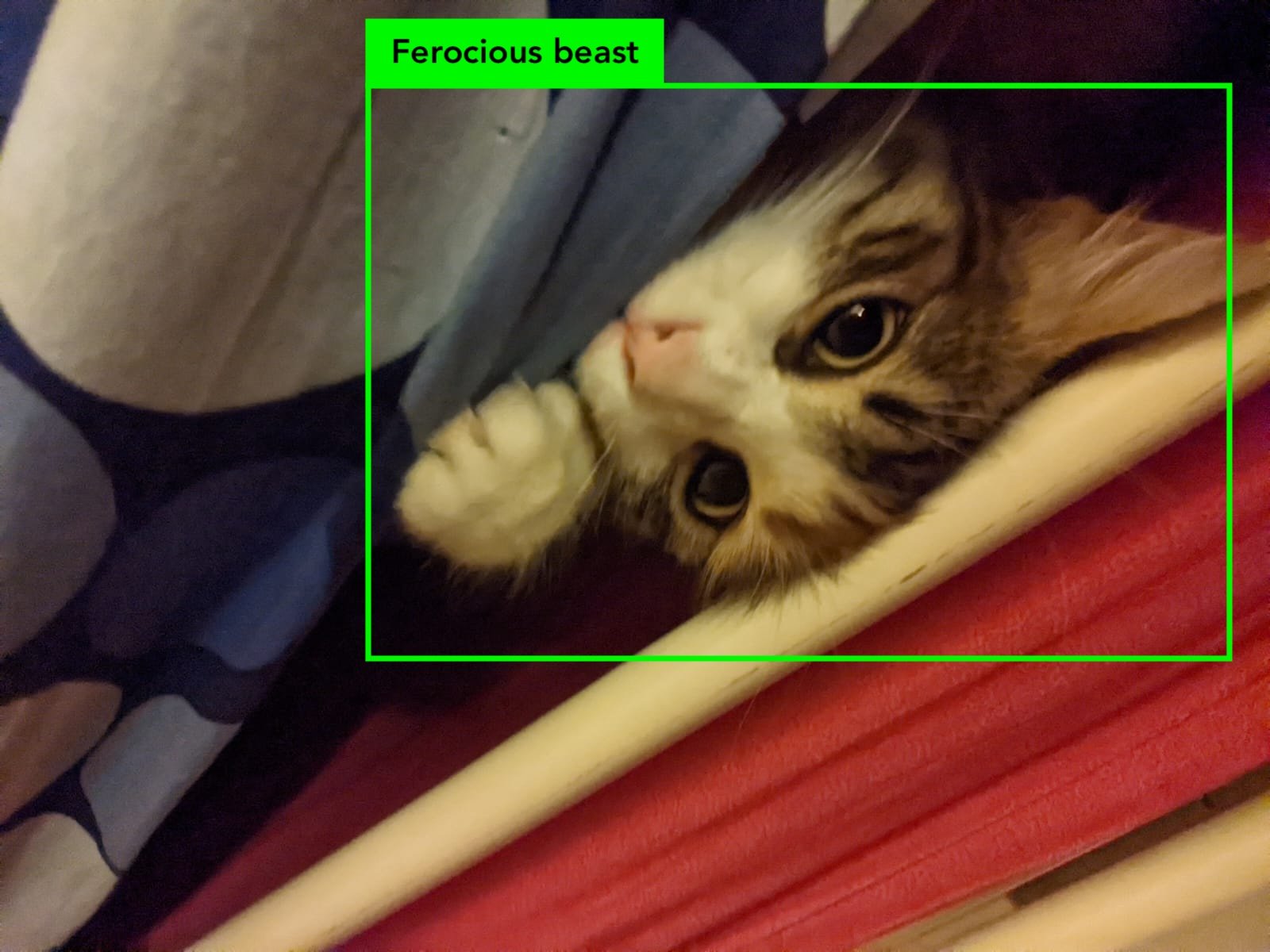 Cat identified as a ferocious beast